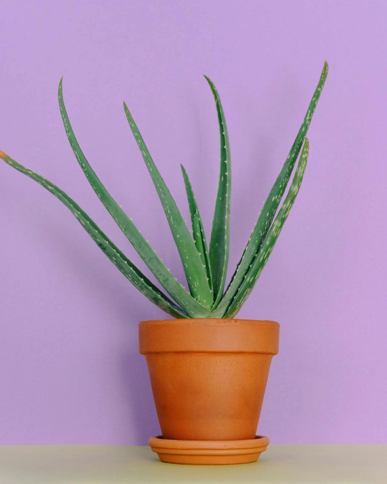 Aloe-vera
