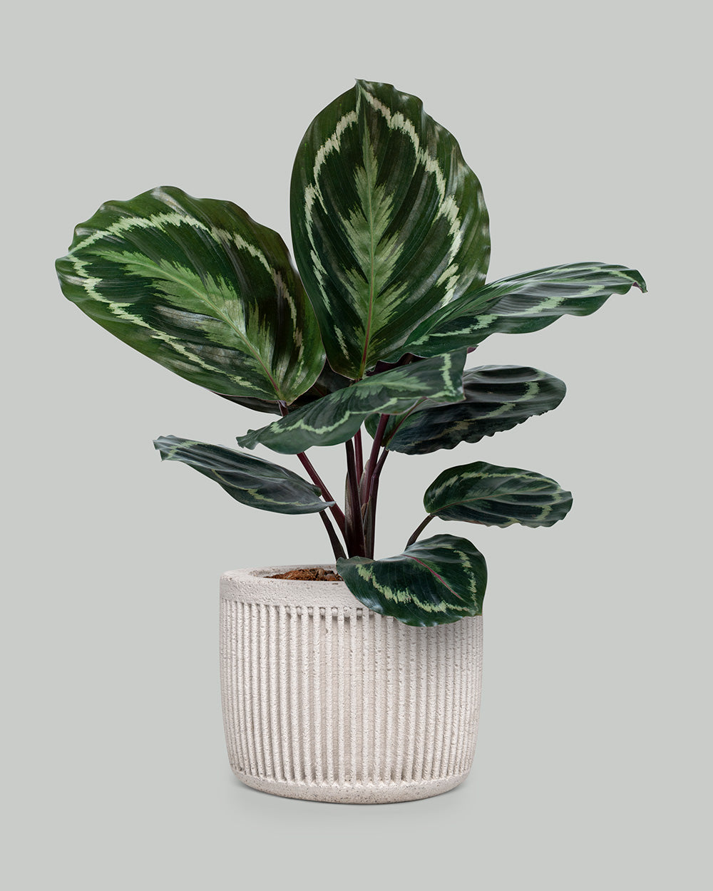 Calathea medallon