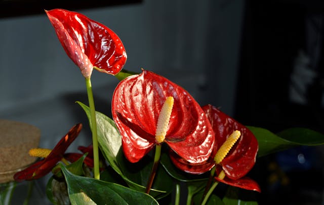 Anthurium: Elegancia y Color Tropical