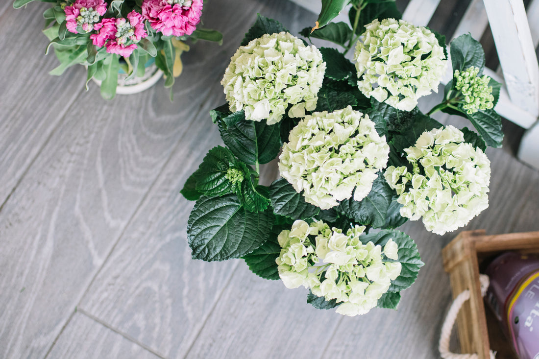 ¿Cómo cuidar hortensias en casa?