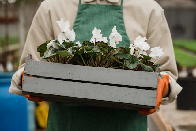 Cyclamen: Belleza Floral en los Meses Fríos