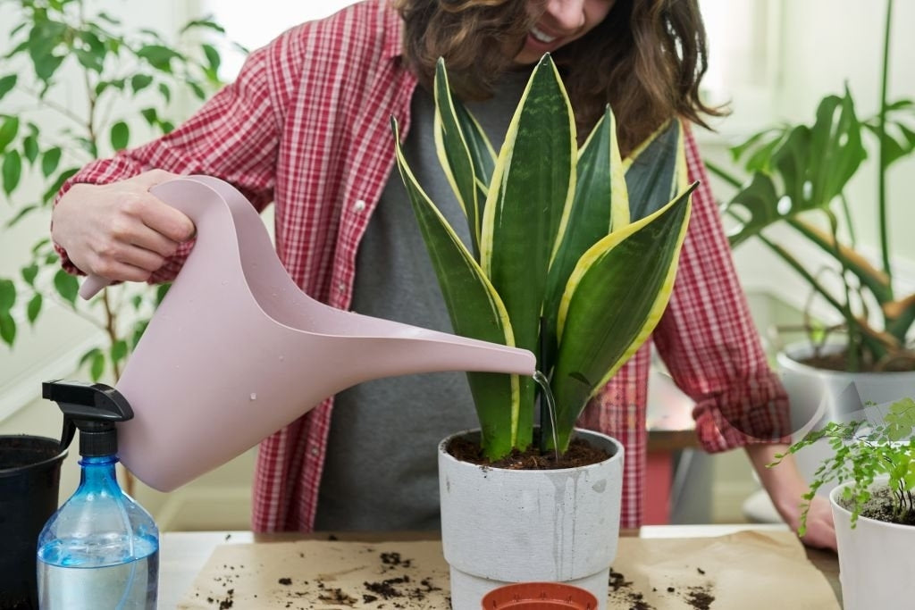 Descubre los cuidados para tener una sansevieria radiante en casa.