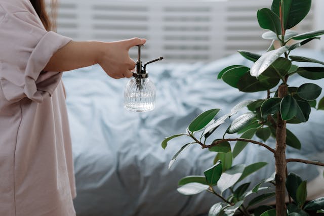 Ficus Robusta: La Elegancia Atemporal para tu Hogar