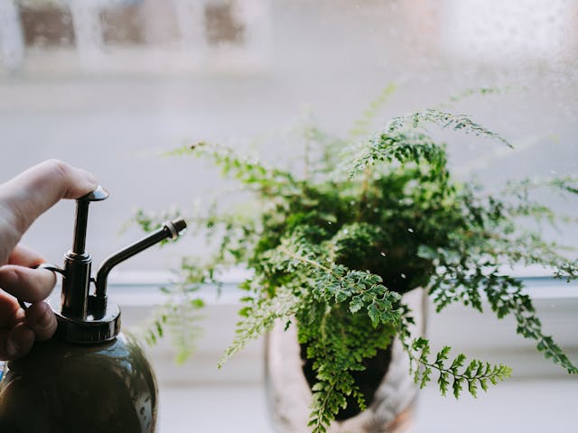 Helecho: Elegancia Verde para Tu Hogar