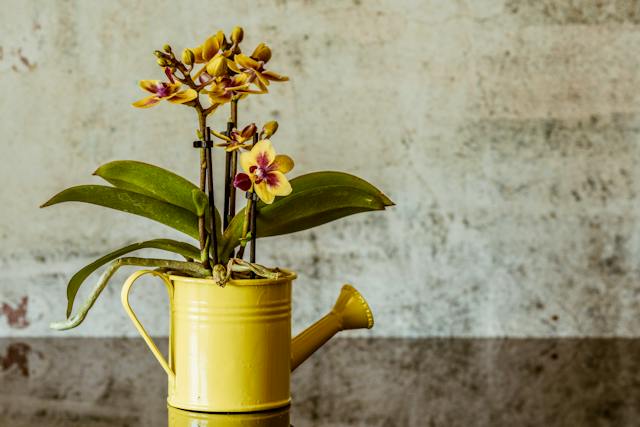 ¿Tu orquídea no florece en casa? ¡Consejos para su cuidado!