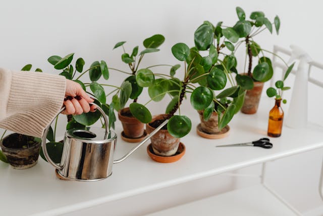 Peperomia: Elegancia Compacta y Fácil de Cuidar