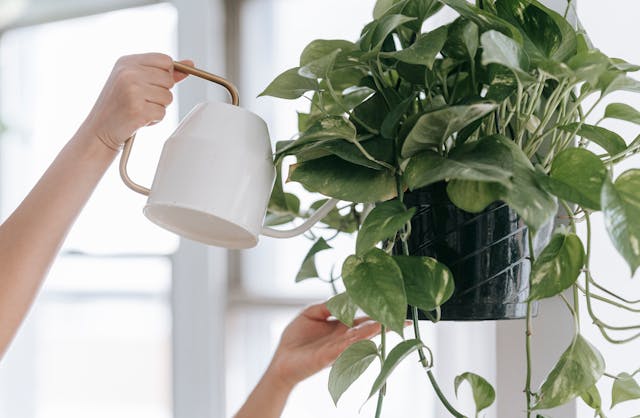 Pothos: Verde Duradero y de Bajo Mantenimiento