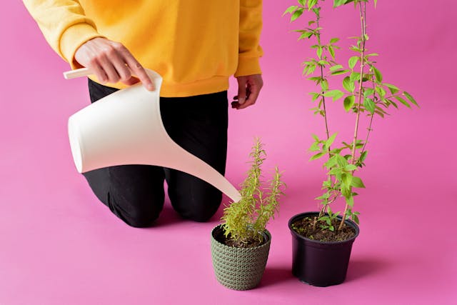 Plantas Aromáticas: Cuidado Sencillo y Grandes Beneficios