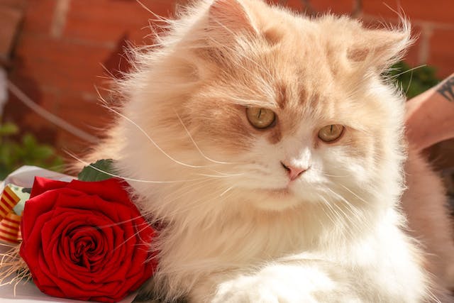 ¿Tu gato es alérgico a las rosas?¡No te preocupes, tenemos la solución!