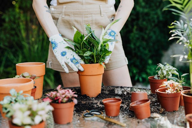Trucos para trasplantar tus plantas en Madrid. Guía para principiantes