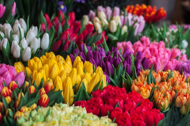 ¿Regalar tulipanes? ¡Descubre el poder de sus colores!