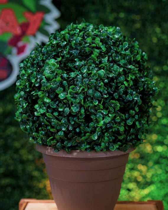 Plantas de Exterior