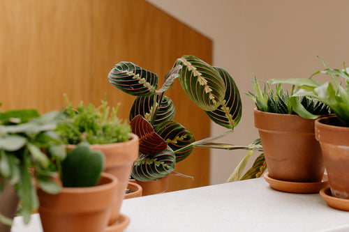 Plantas