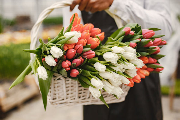 Ramos de tulipanes