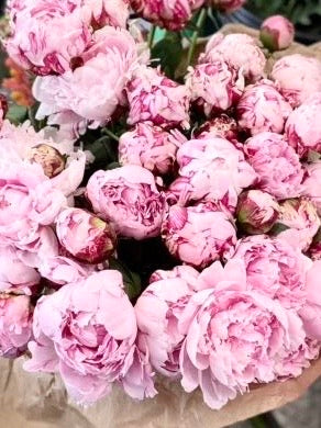 Peonia
