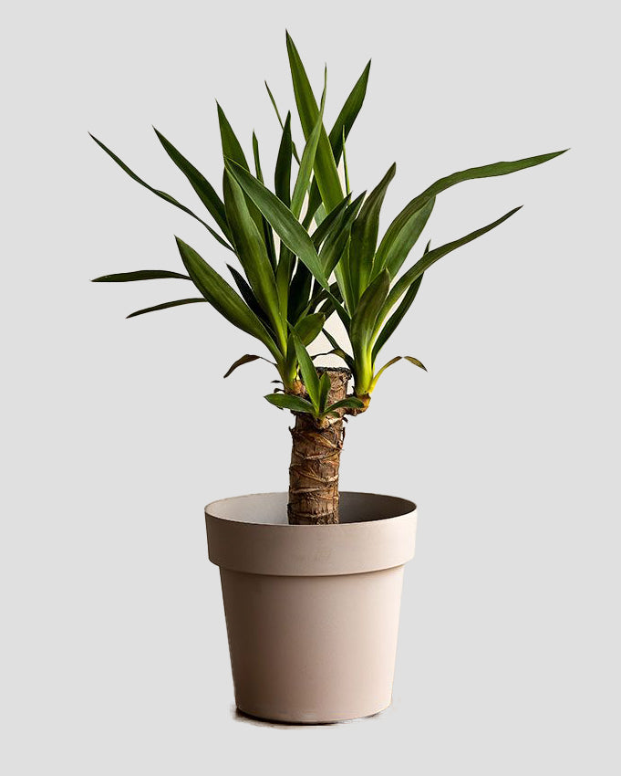 Yucca