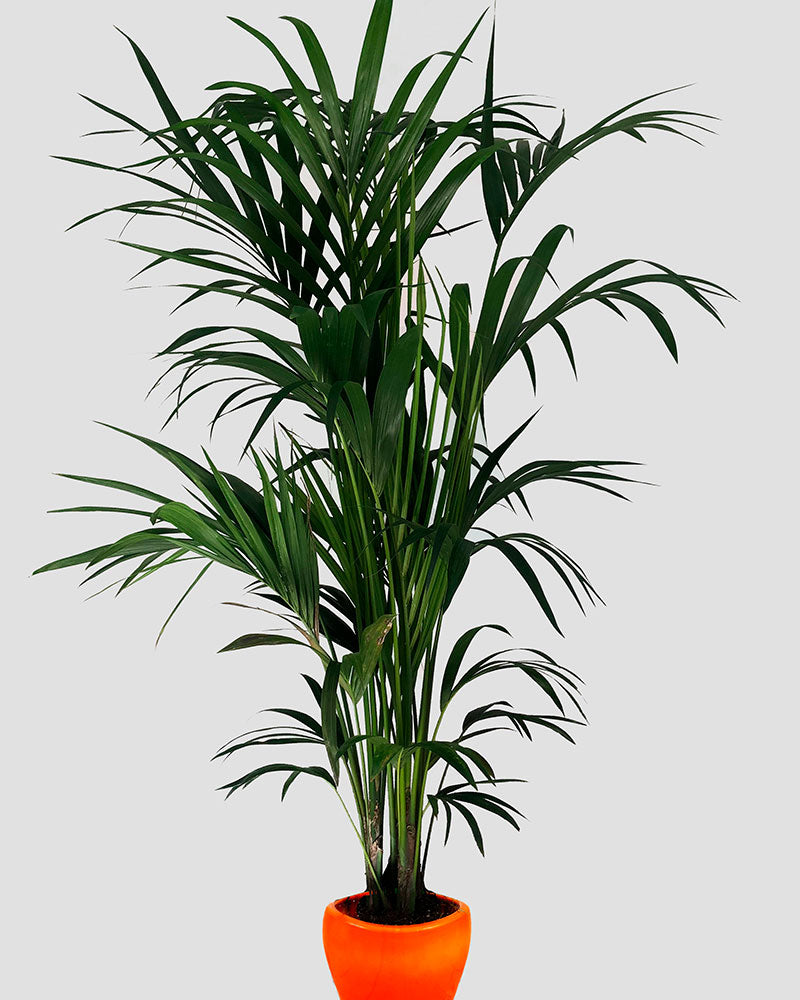 Kentia