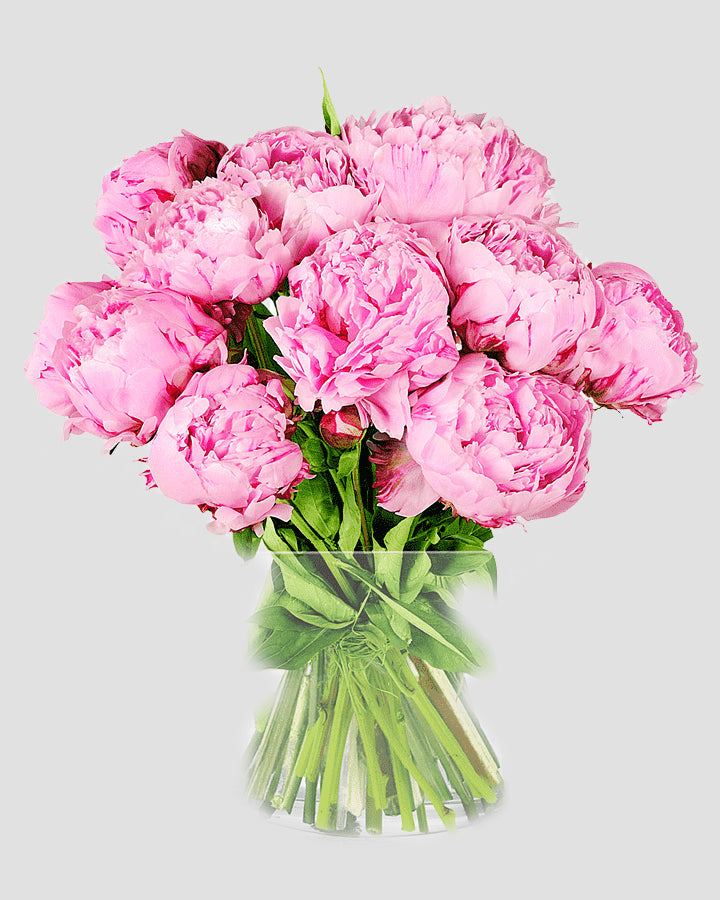 Peonia