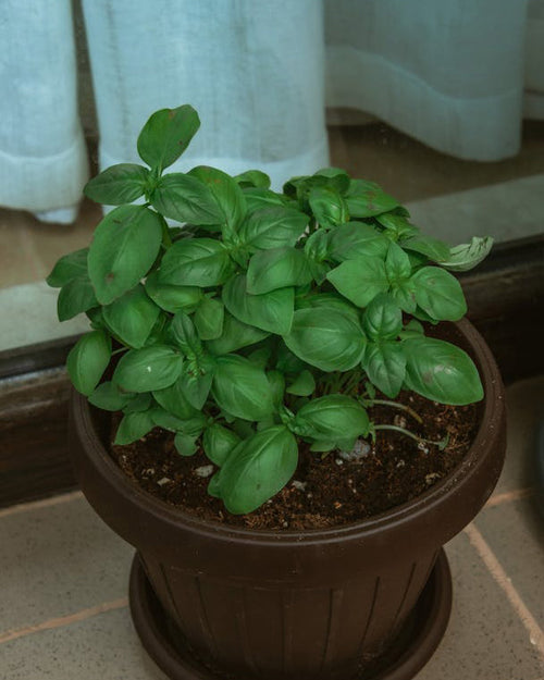 Albahaca
