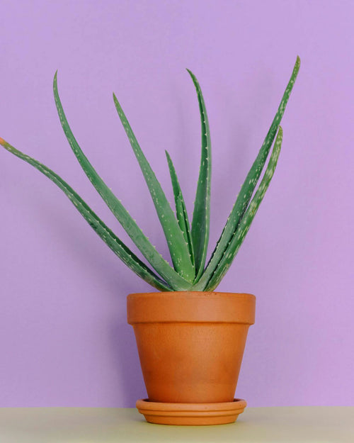 Aloe-vera