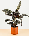 Calathea ornata