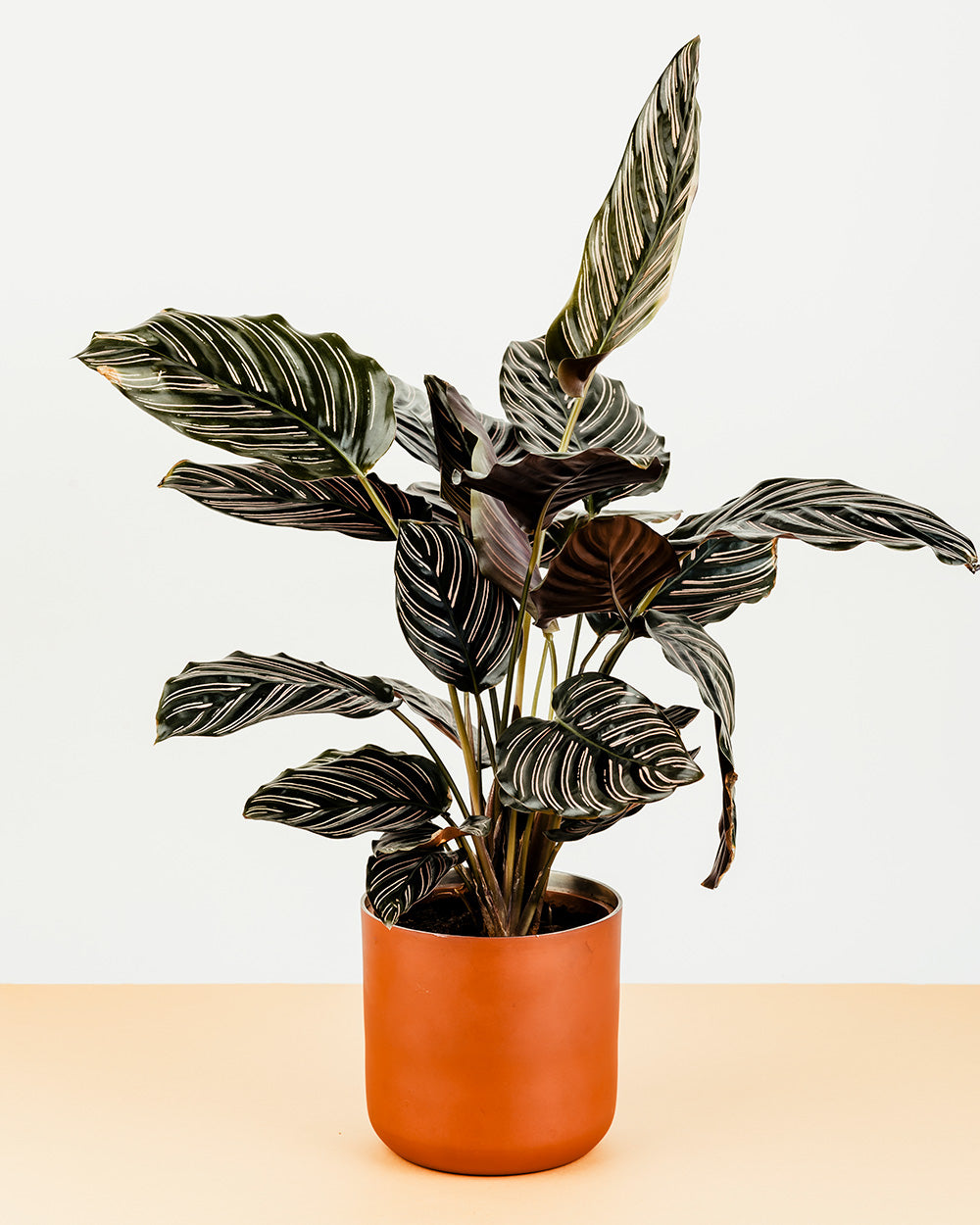 Calathea ornata