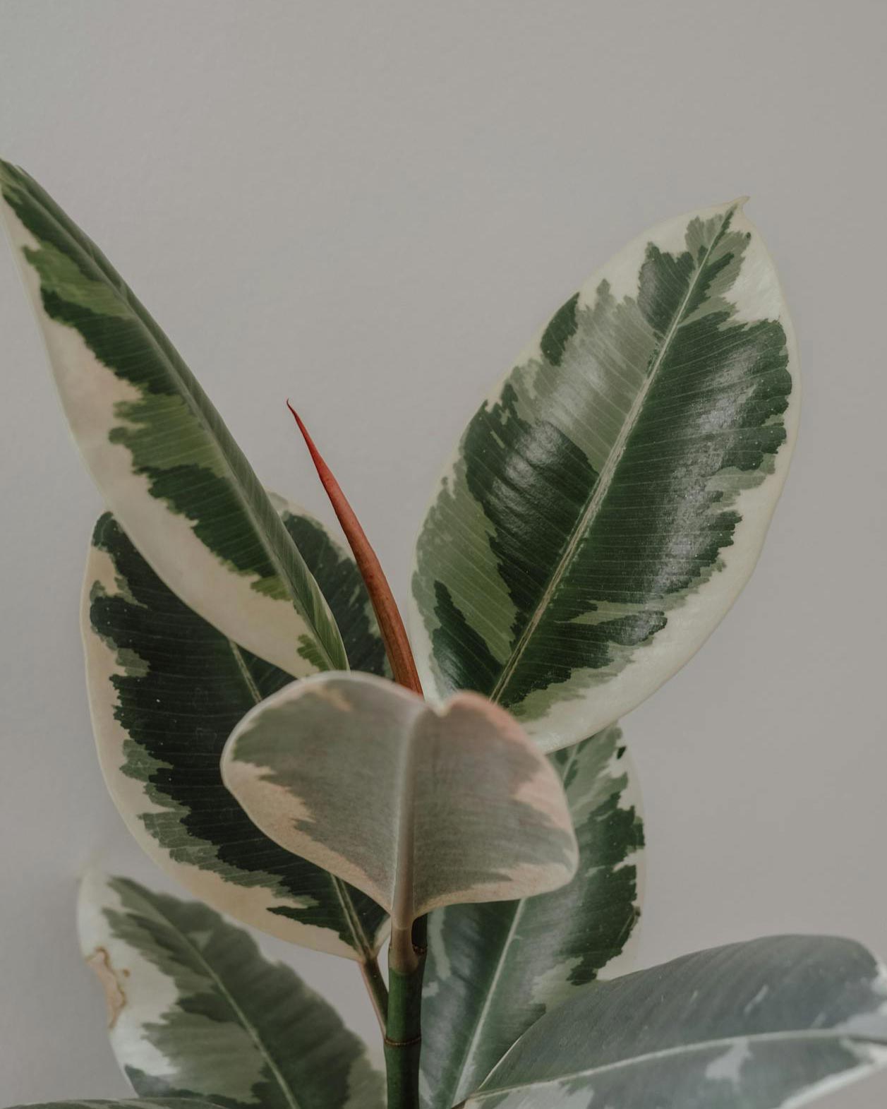 Ficus elastica