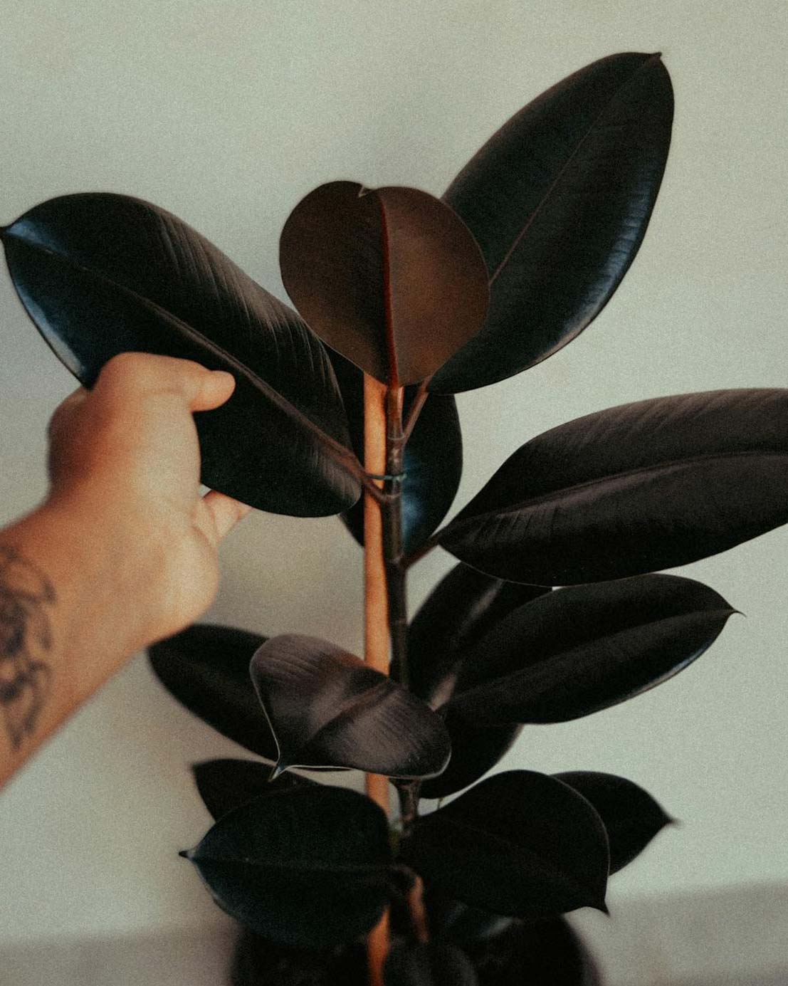 Ficus elastica