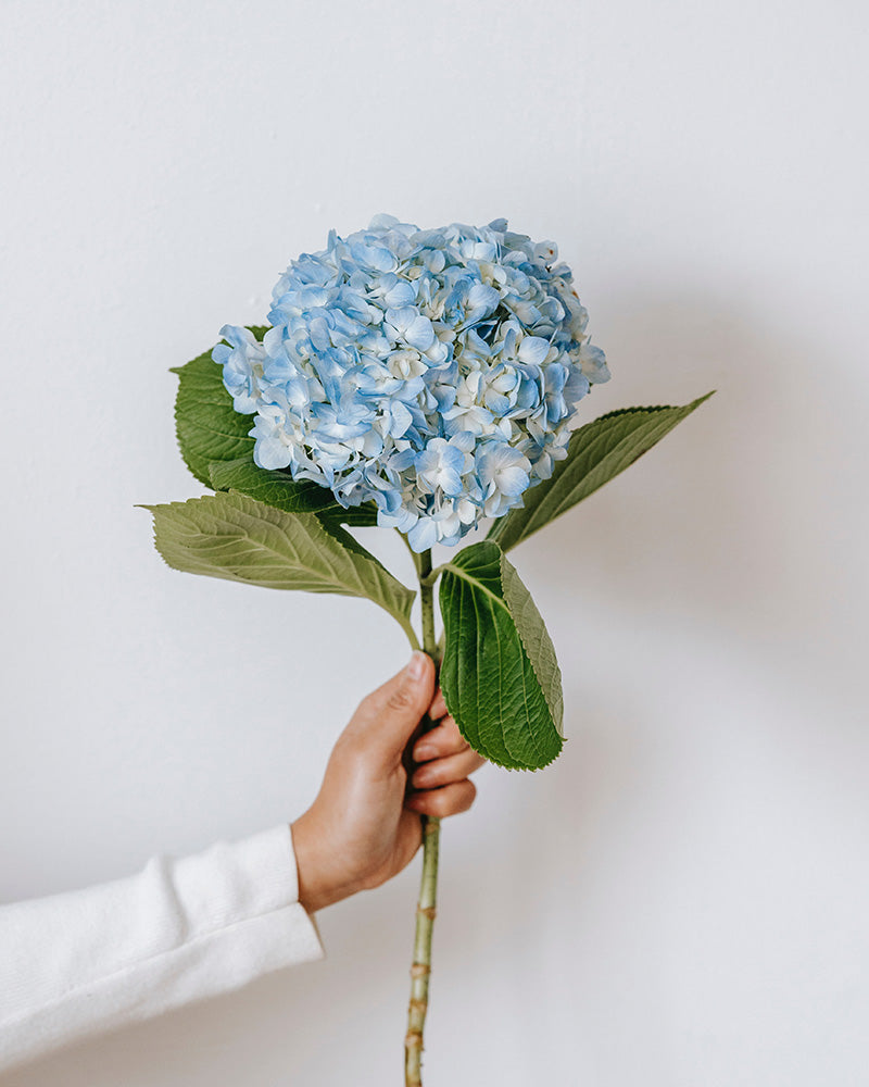 Hortensias