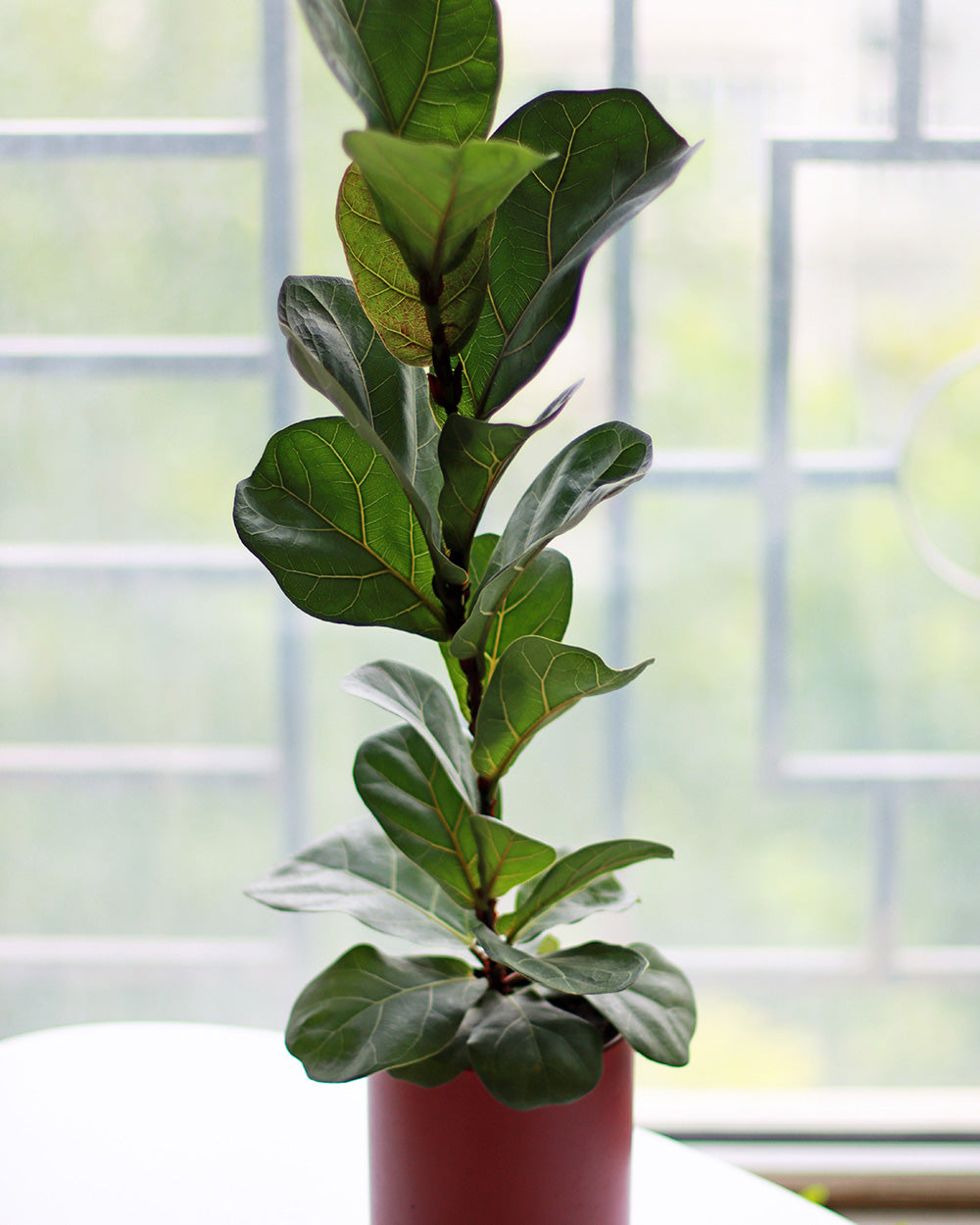 Lyrata