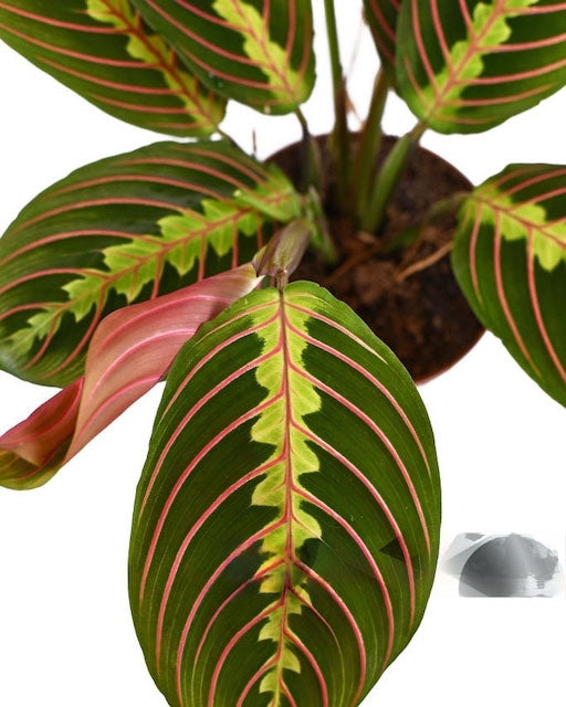 Maranta Leuconeura