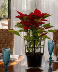 Poinsettia