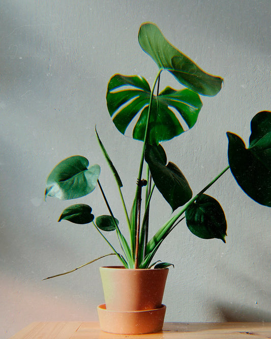 Monstera Deliciosa