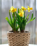 Cesta Narciso