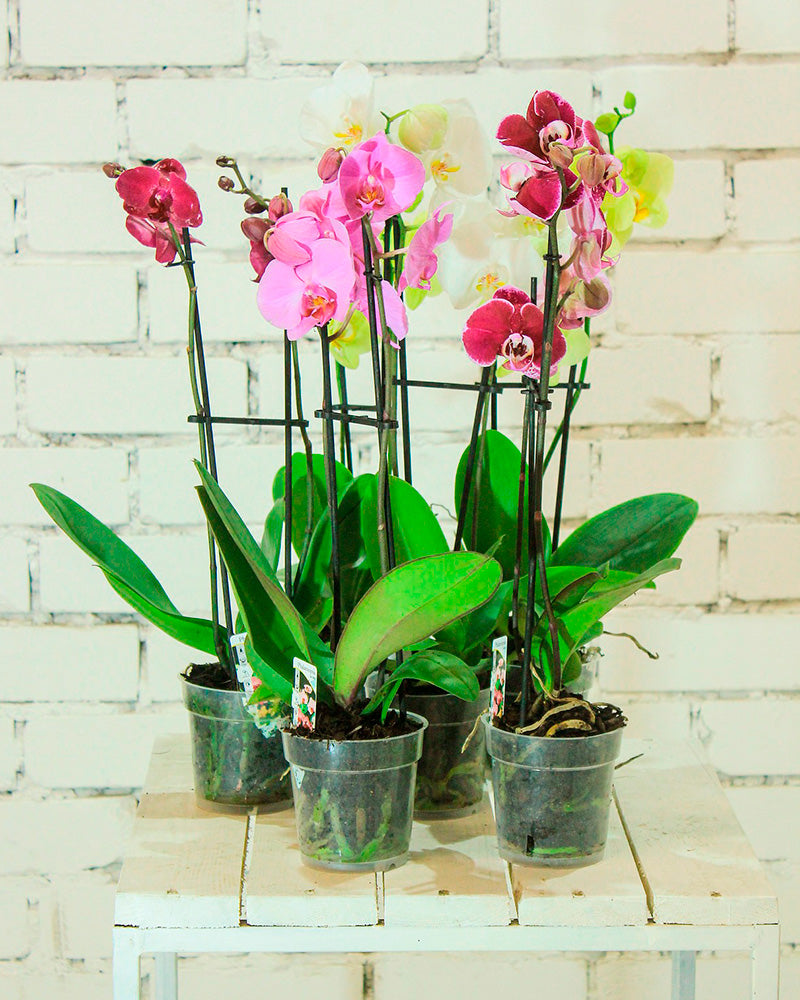 Orquídea