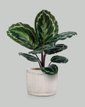 Calathea medallon