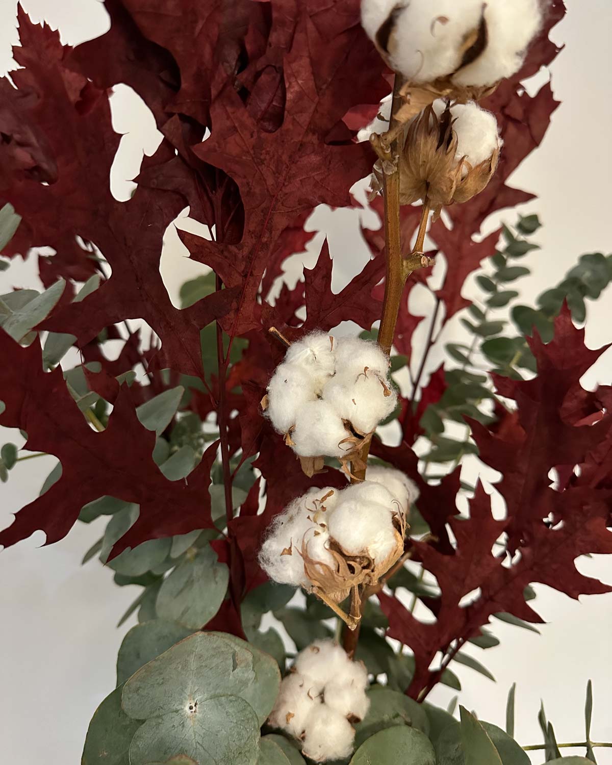 Ramo - Estrella Polar