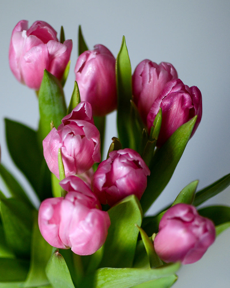 Tulipán