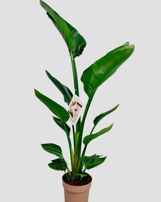 Strelitzia