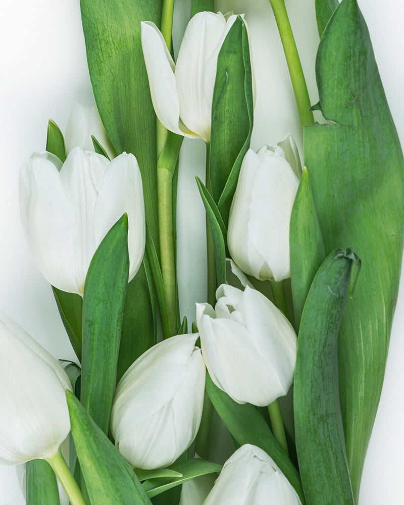 Tulipán