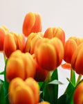 Tulipán