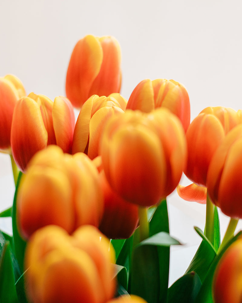 Tulipán