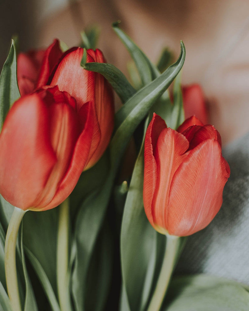 Tulipán